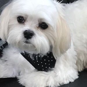 Meet your Posher, Meg